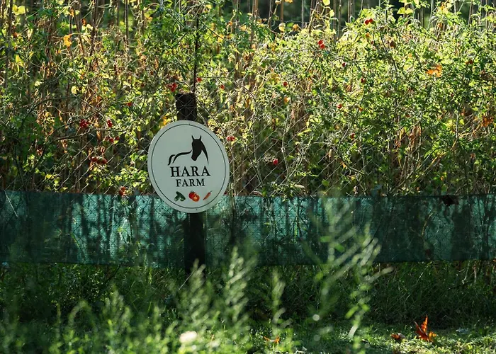 Hara Bickidere 木屋 *