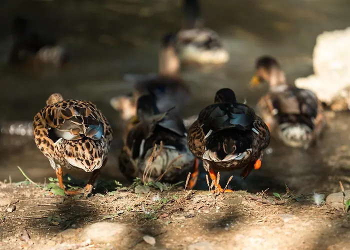 木屋 Hara Bickidere Akyazi (Sakarya)