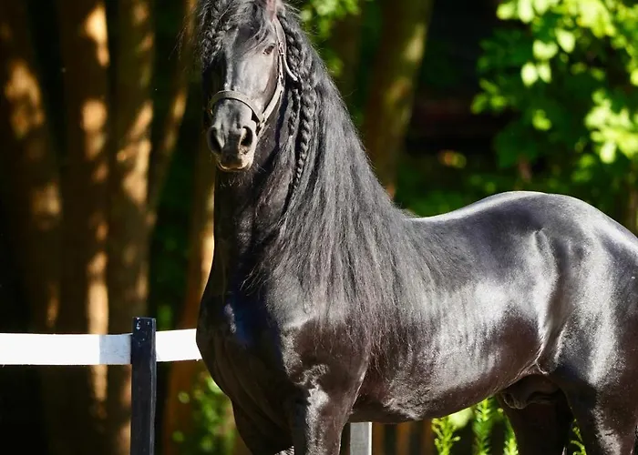 Hara Bickidere 木屋 *