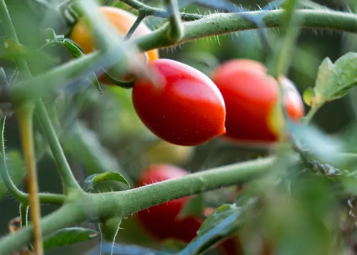 Шале Hara Bickidere *