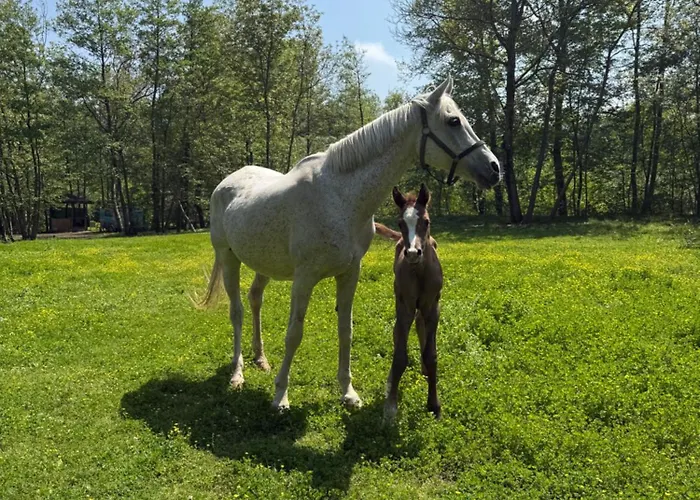 Hara Bickidere 木屋 Akyazi (Sakarya)
