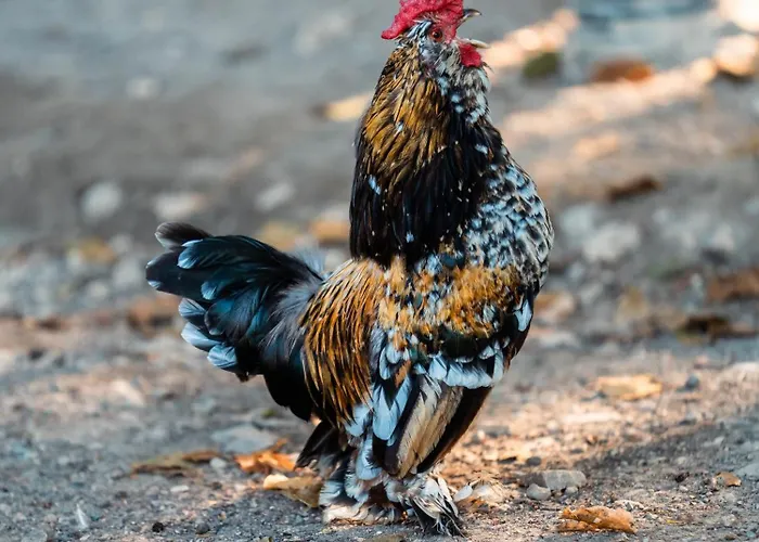 Hara Bickidere Шале Akyazi (Sakarya)